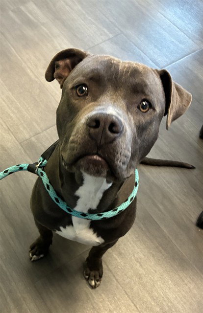UNKNOWN, an adoptable Pit Bull Terrier in Rancho Cucamonga, CA