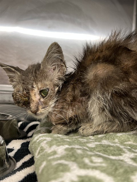 UNKNOWN, an adoptable Domestic Short Hair in Rancho Cucamonga, CA
