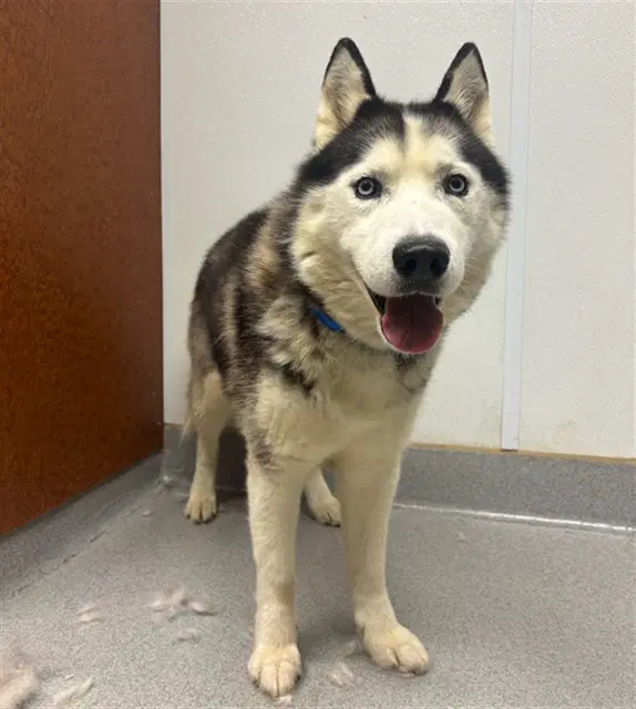 Unknown - Siberian Husky