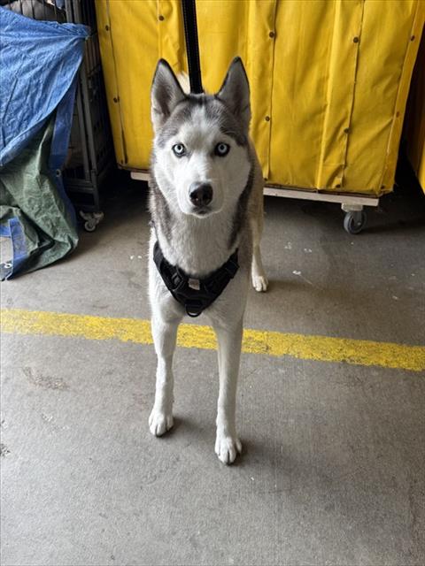 FELONIE, an adoptable Siberian Husky in Rancho Cucamonga, CA