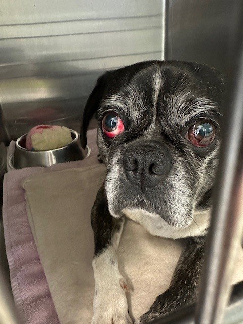 UNKNOWN, an adoptable Boston Terrier in Rancho Cucamonga, CA