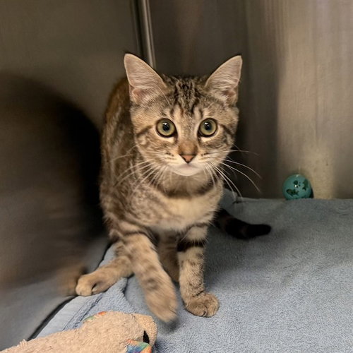 picture of the cat needing adoption