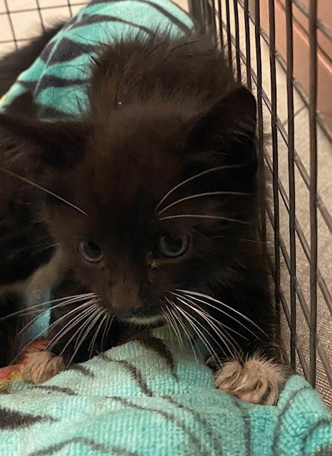 Whiskerface