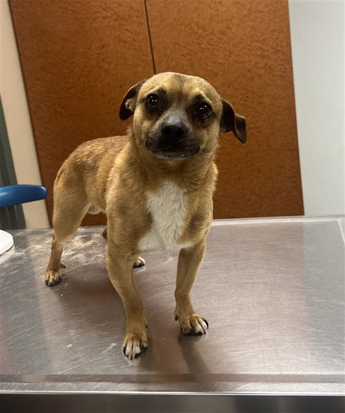 PAPI - Chihuahua available for adoption