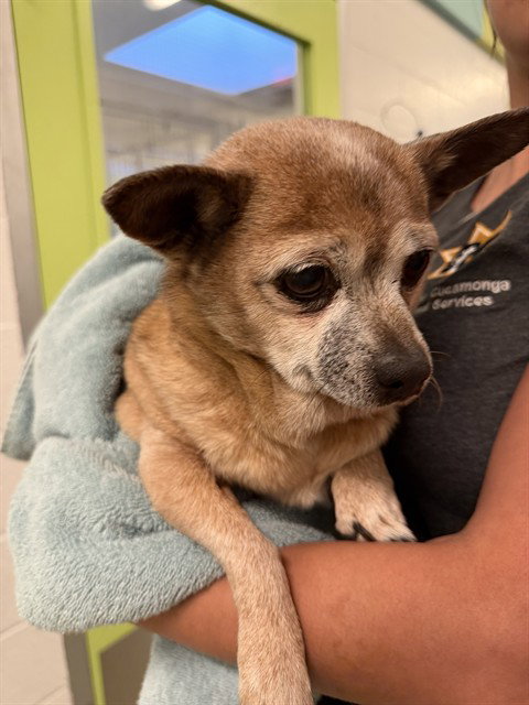 PEANUT — rescue dog of the day