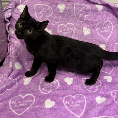 picture of the cat needing adoption