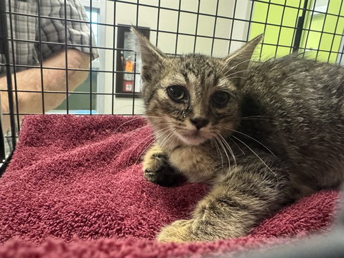 HENRY, a cat for adoption from City of Rancho Cucamonga Animal Shelter