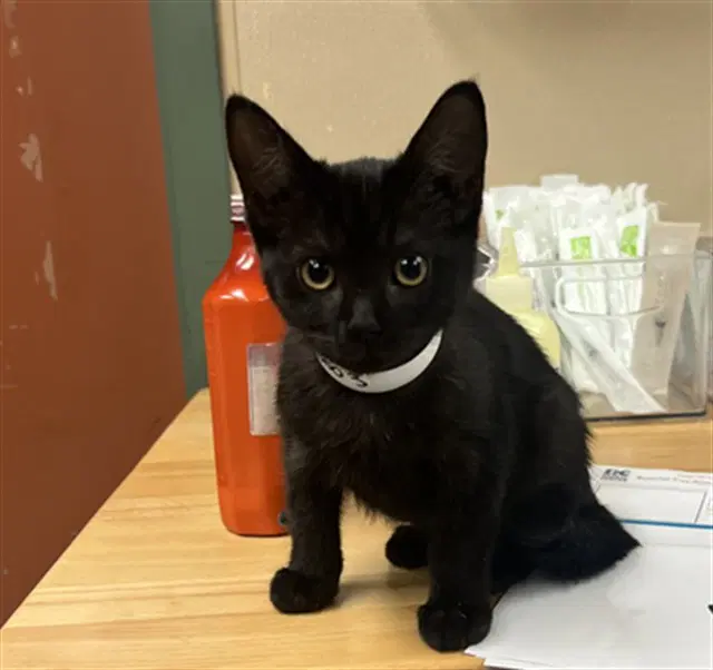 Unknown - Domestic Short Hair
