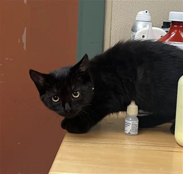 Unknown - Domestic Short Hair