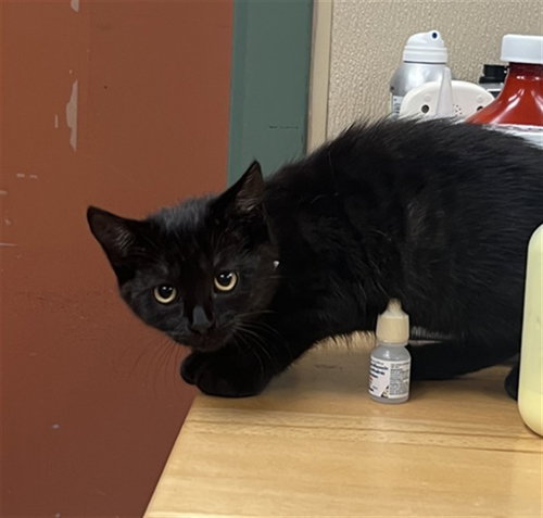 UNKNOWN - Domestic Short Hair available for adoption