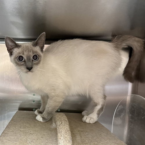 TIFFANY - Siamese available for adoption