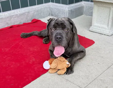 Blue - Cane Corso Mastiff