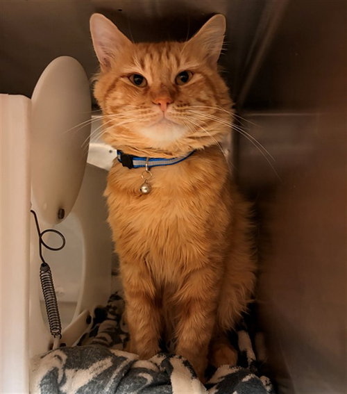 OLIVER - Domestic Medium Hair available for adoption