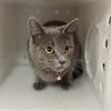 GRAYCIE - Photo 1