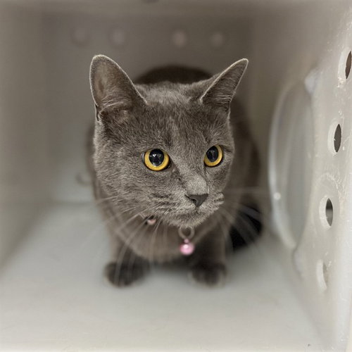 GRAYCIE - Domestic Short Hair available for adoption