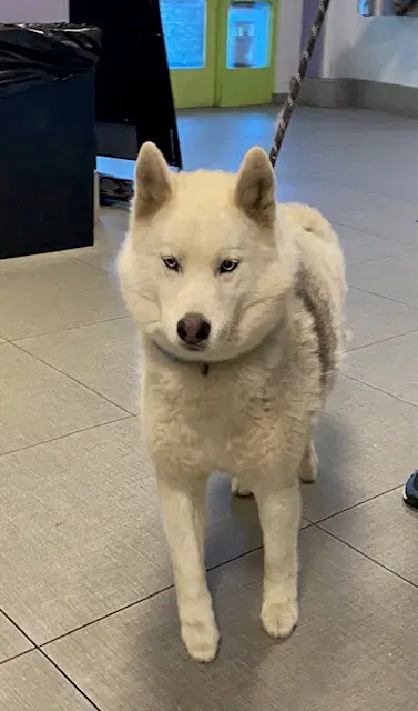 Farrah - Siberian Husky