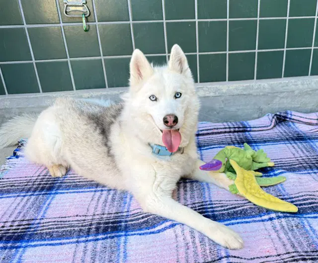 Farrah - Siberian Husky
