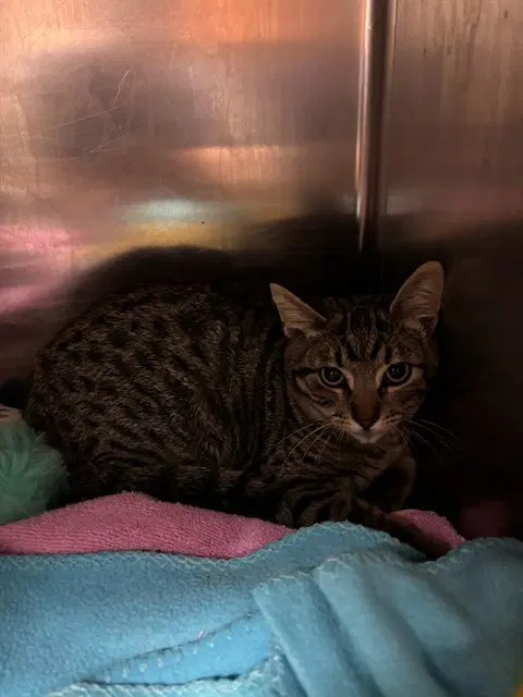 Unknown - Domestic Short Hair