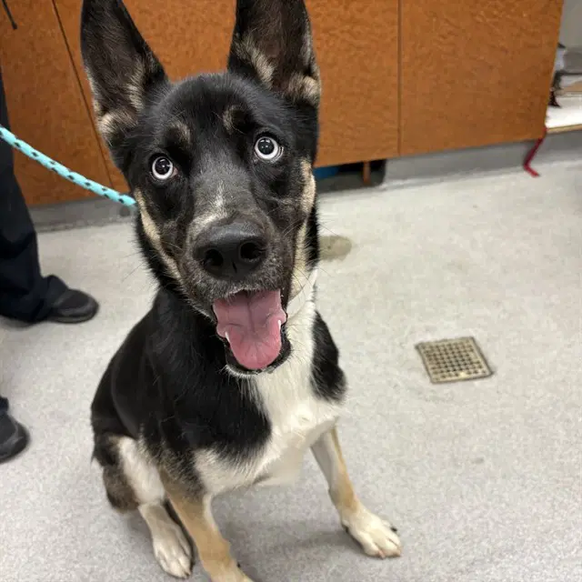Xena - German Shepherd Dog