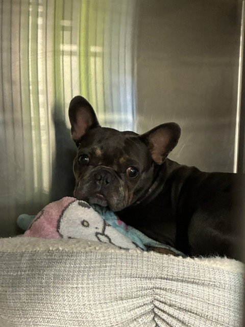 BABY - French Bulldog available for adoption