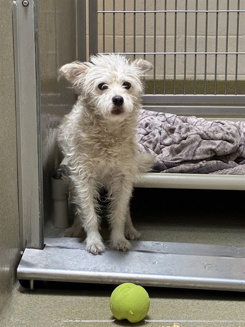 BABY - Poodle (Miniature) available for adoption