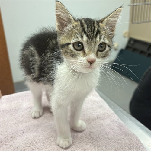 UNKNOWN - Domestic Medium Hair available for adoption