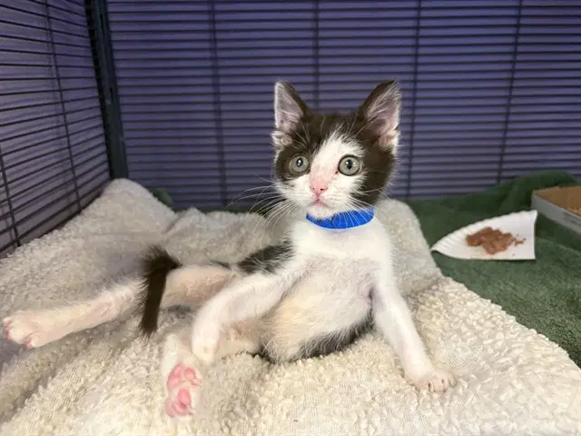 Jesus - Domestic Short Hair