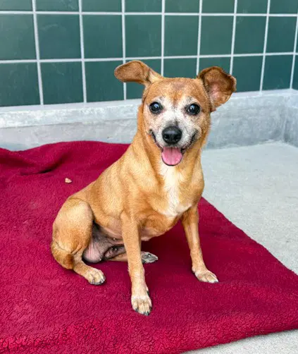 Unknown - Miniature Pinscher