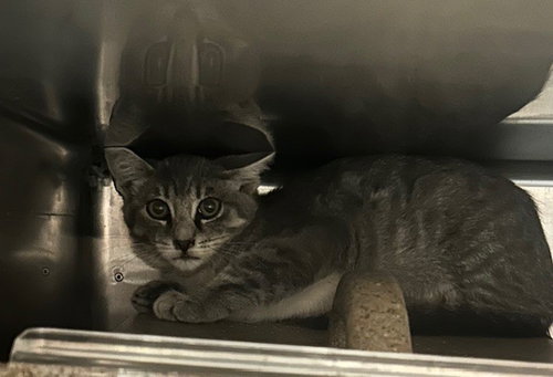 9TH 1 - Domestic Short Hair available for adoption