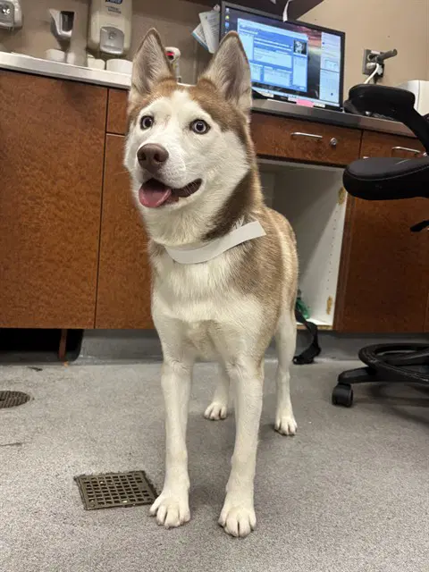 Sheila - Siberian Husky