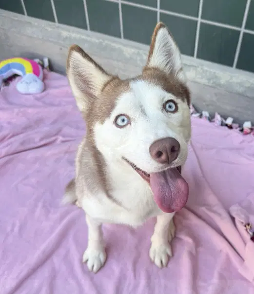 Sheila - Siberian Husky