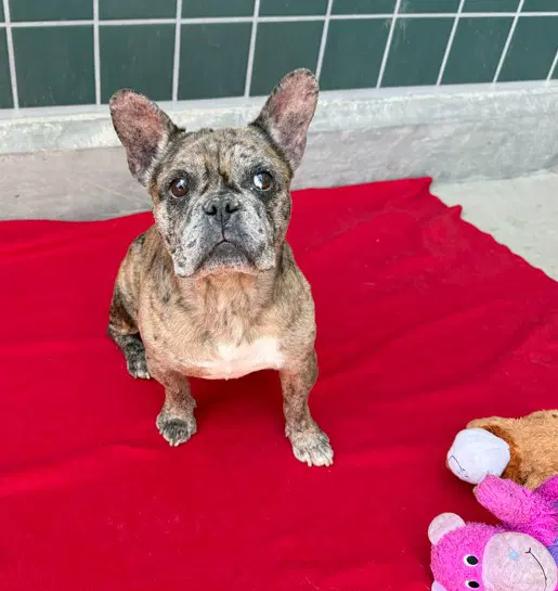 Unknown - French Bulldog