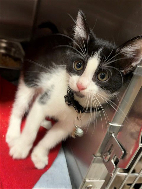 MR BEARD - Domestic Short Hair available for adoption