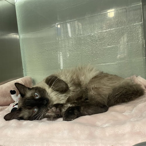 A780242 - Siamese available for adoption