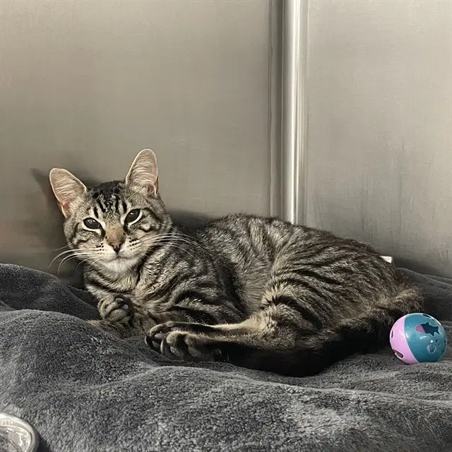 Boba - Domestic Short Hair