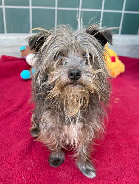 Unknown - Cairn Terrier