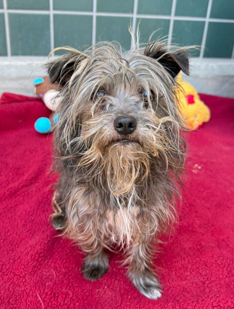 picture of the dog needing adoption