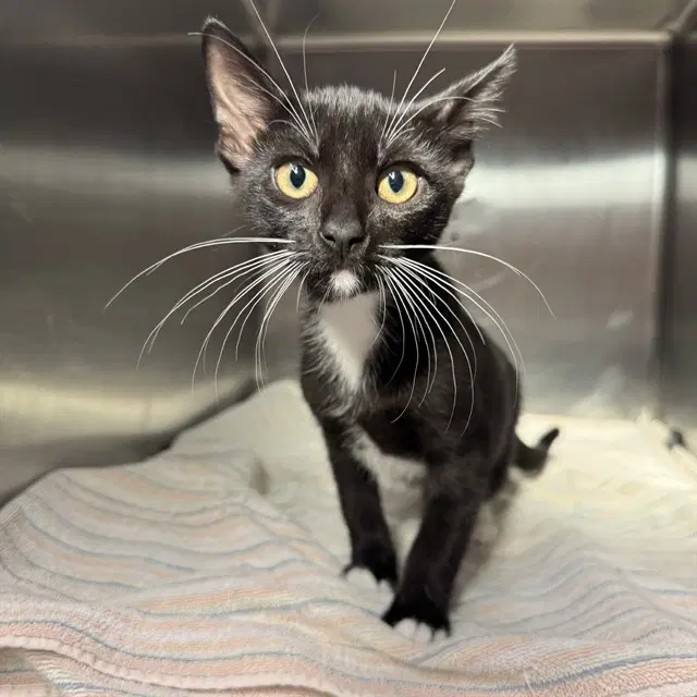 Nocturne - Domestic Short Hair