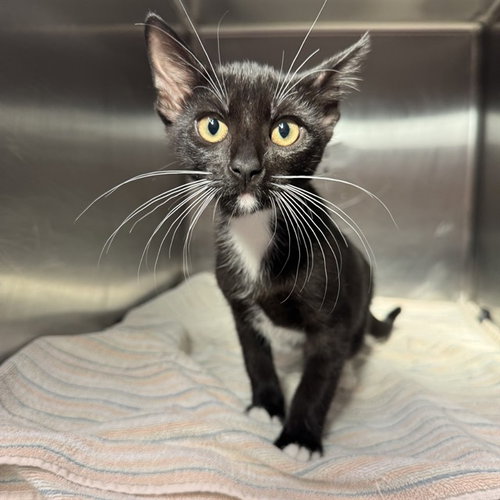 picture of the cat needing adoption