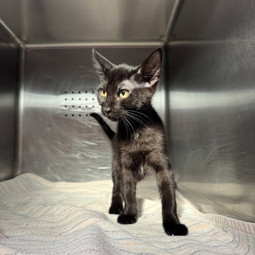 MIDNIGHT, a cat for adoption from City of Rancho Cucamonga Animal Shelter