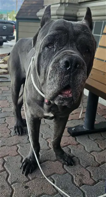 Unknown - Cane Corso Mastiff