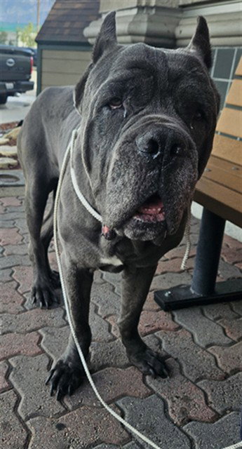 HERCULES, a dog for adoption from City of Rancho Cucamonga Animal Shelter