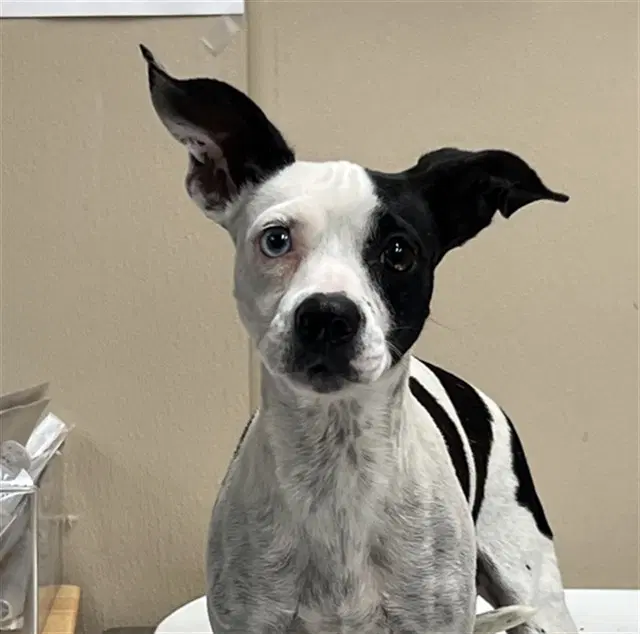 Unknown - Chihuahua