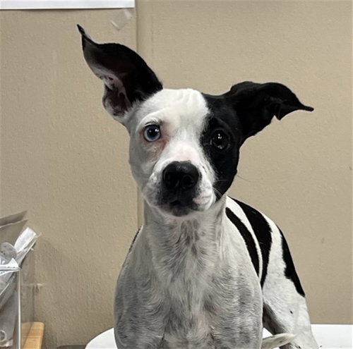 picture of the dog needing adoption
