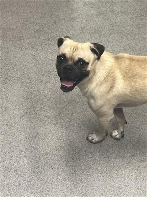 DUDLEY, an adoptable rescue dog