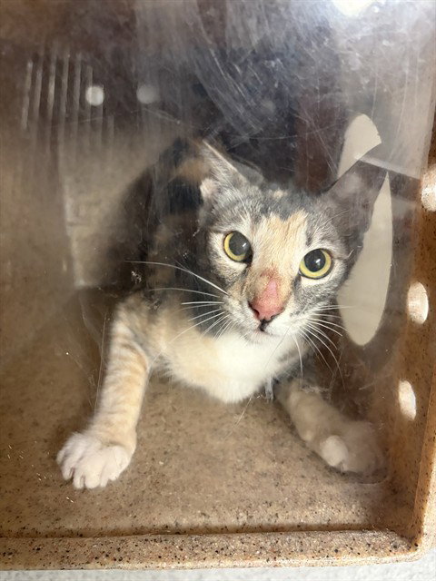 FOOTHILL 1 - Domestic Short Hair available for adoption