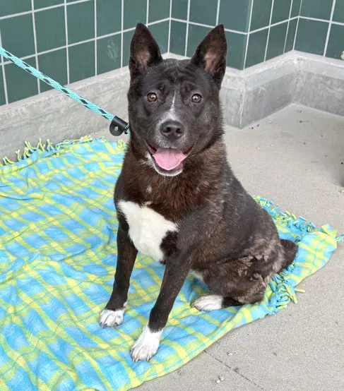 Junie - Jindo (Korean)