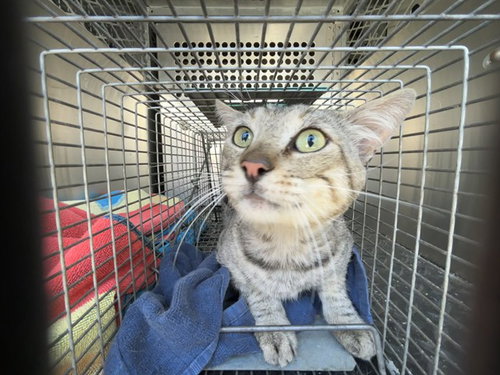9TH 5 - Domestic Medium Hair available for adoption