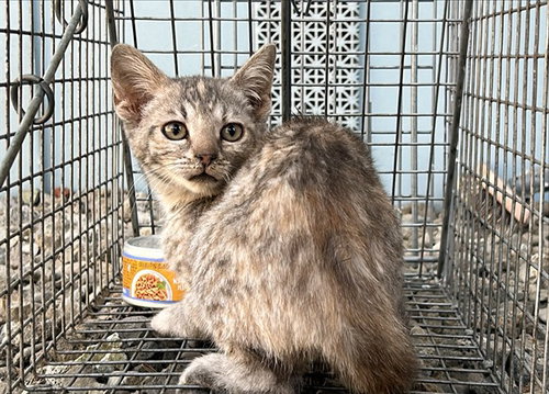 picture of the cat needing adoption