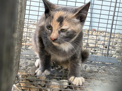FOOTHILL 5 - Domestic Short Hair available for adoption